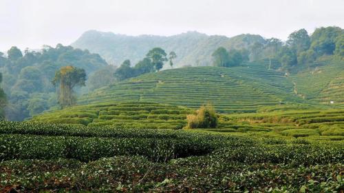 Tea plantations