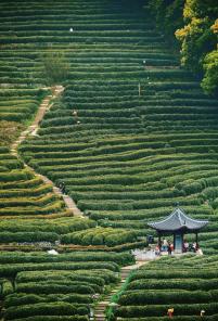 Tea tasting