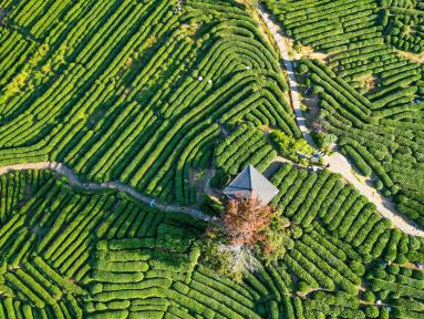 Longjing Village